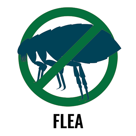 Flea control in Sevierville TN - Johnson Pest Control