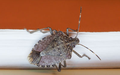 Stink bugs are a common fall invader to Sevierville TN homes in the fall - Johnson Pest Control