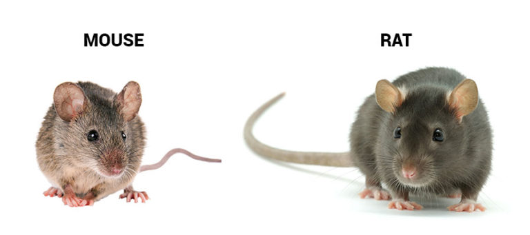 Do I Have Rats or Mice? | Johnson Pest Control - Pest Control