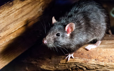 Rat or mouse identification in Sevierville TN - Johnson Pest Control
