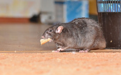 Rodent infestations rise during the pandemic in Sevierville TN - Johnson Pest Control