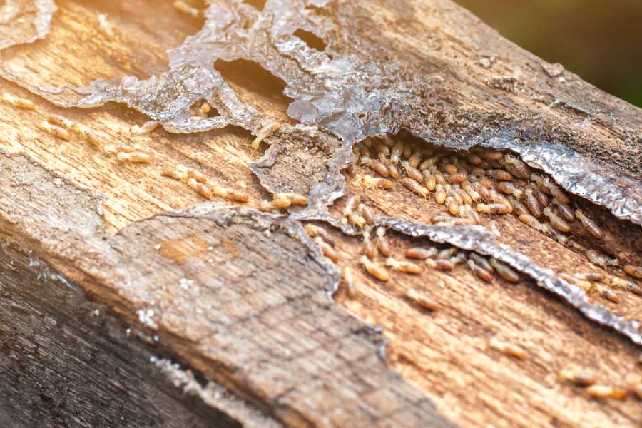 How do termites spread in Eastern Tennessee