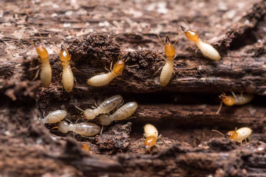 How much can termites damage in Eastern Tennessee