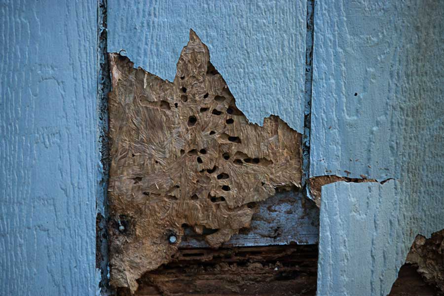Signs of a termite infestation