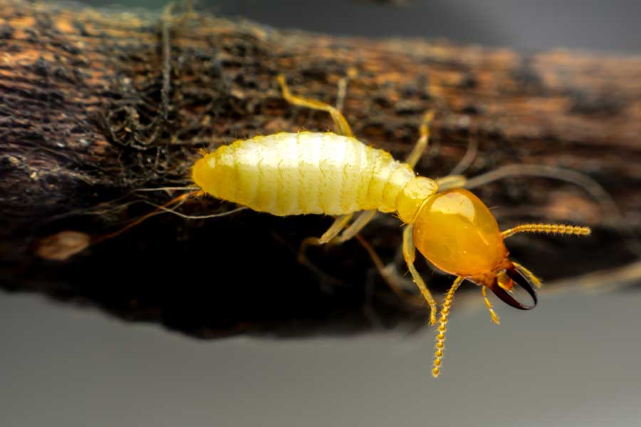 What does a termite look like