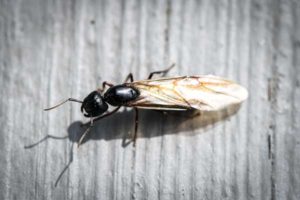 What carpenter ants look like in Eastern Tennessee - Johnson Pest Control