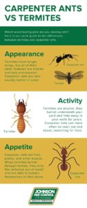 The differences between carpenter ants and termites in Eastern Tennessee - Johnson Pest Control