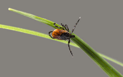 Deer ticks can transmit Lyme disease - Johnson Pest Control in Eastern TN