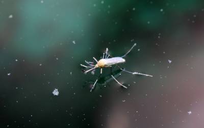 A mosquito on the water in Eastern TN - Johnson Pest Control