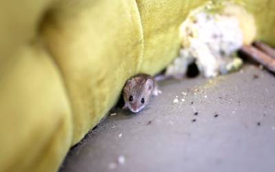 A house mouse in Sevierville TN - Johnson Pest Control