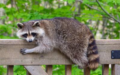 A raccoon found in Eastern TN - Johnson Pest Control