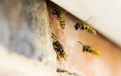 Wasps found in Eastern TN