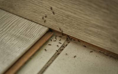 Ants forming a trail in a house