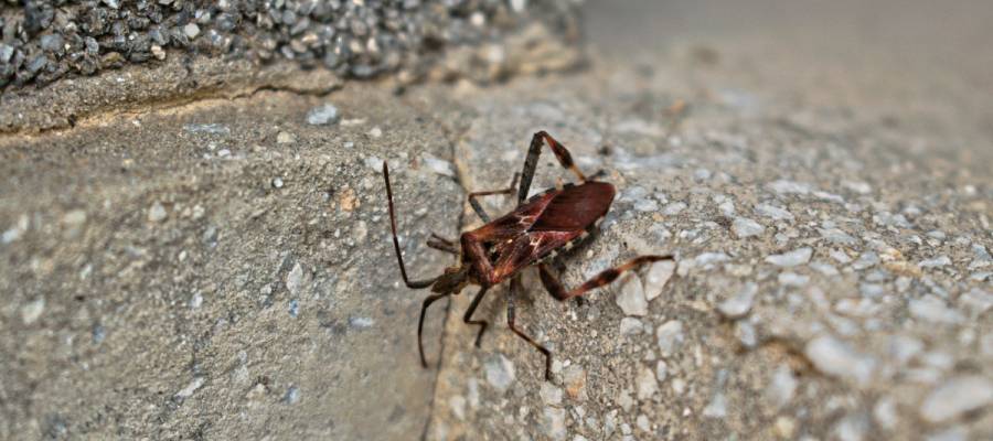 The Kissing Bug What You Need To Know Johnson Pest Control Pest Control And Extermination 7063