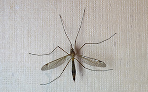 Crane Fly in Tennessee