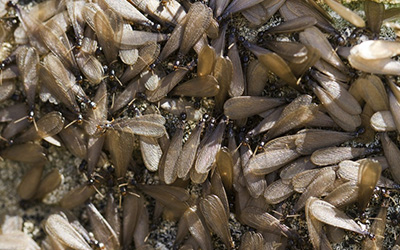 reproductive termites swarming house in knox county tn - check out more termite facts and photos from johnson pest control