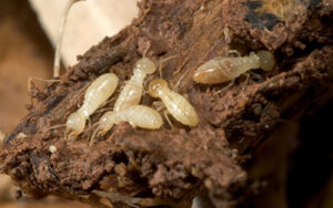 termite nymphs in sevier county termite colony - get more helpful termite photos and facts from johnson pest control