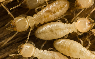 termite workers in maryville termite colony - see additional helpful termite photos and facts from johnson pest control