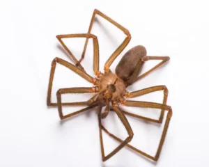 Brown recluse spider against a white background - keep spiders away from your home with Johnson Pest Control in TN