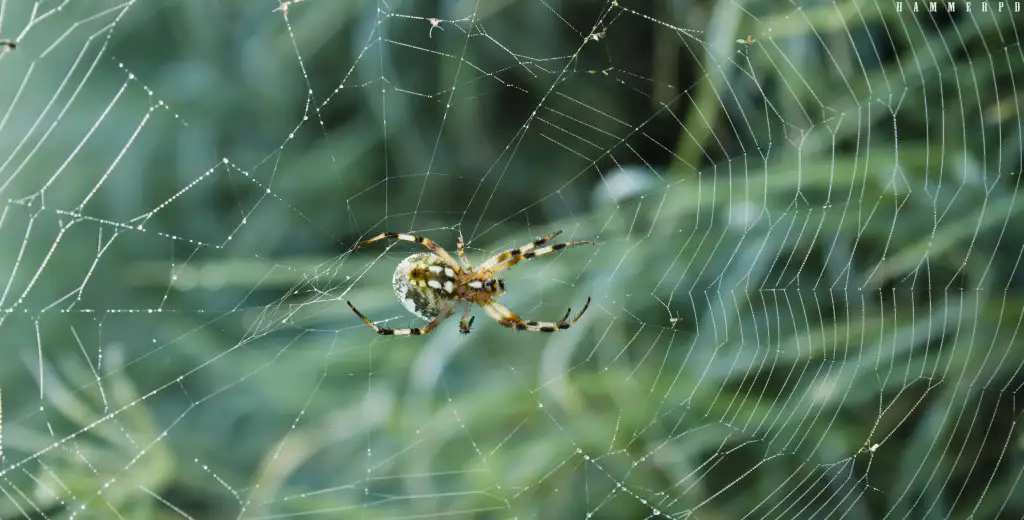 Orb weaver spider in a web - Keep spiders away from your home with Johnson Pest Control in Sevierville TN