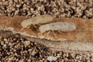 A cluster of drywood termites on a chunk of wood - keep termites away form your home with Johnson Pest Control in TN