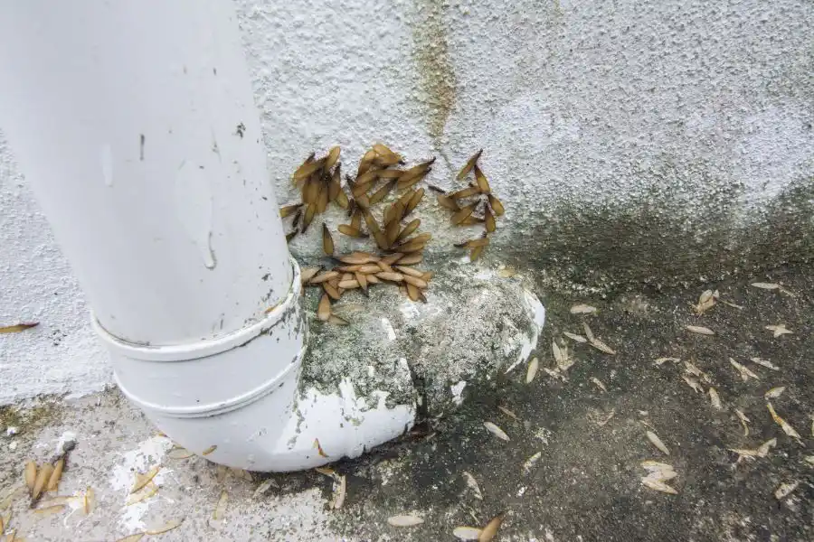A cluster of termites around a pipe outside a building - keep termites away from your property with Johnson Pest Control in TN