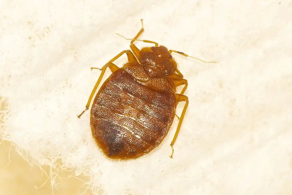 A close of a bed bug on a sheet - keep beg bugs away from your home with Johnson Pest Control in TN