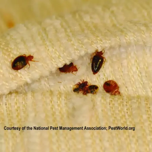A cluster of bed bugs on a blanket - keep bed bugs away from your home with Johnson Pest Control in TN