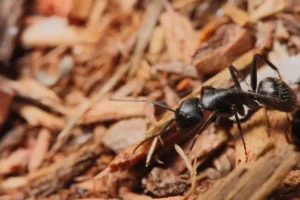 Black carpenter ant on a pile of wood chips - keep pests away form your home with Johnson Pest Control in TN