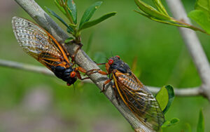 Cicada Swarms with Johnson Pest Control in Sevierville TN