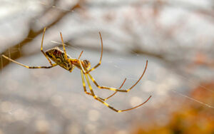 Joro Spider with Johnson Pest Control in Sevierville TN