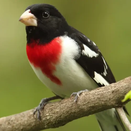 Male rose breasted grosbeak on a branch - keep birds away from your home with Johnson Pest Control in TN