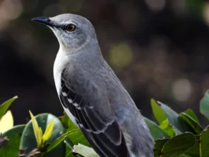 Northern mockingbird on a branch keep birds away from your home with Johnson Pest Control in TN