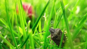 Stink bug crawling on a blade of grass - keep pests away from your home with Johnson Pest Control in TN