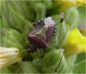 stink bug crawling on a leaf - keep pests away from your home with Johnson Pest Control in TN