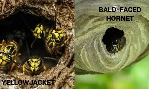 Wasp nest information in Sevierville TN - Johnson Pest Control