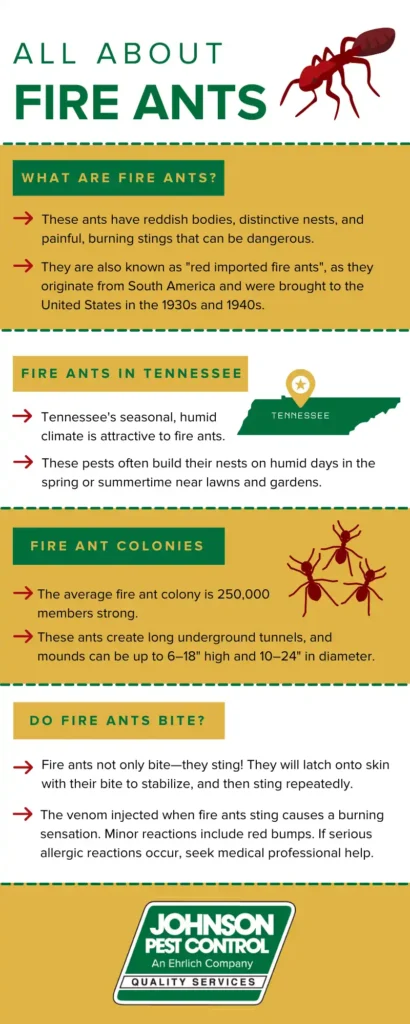 Fire ant infographic for Tennessee - Johnson Pest Control