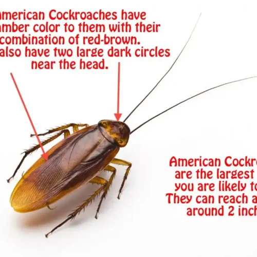 How to identify an American cockroach infographic - Keep cockroaches away from your home with Johnson Pest Control in TN
