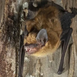 Big brown bat hanging upside-down from a tree trunk - keep bats away from your home with Johnson Pest Control in TN