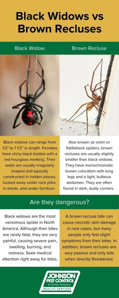 The difference between black widows and brown recluses in Eastern TN - Johnson Pest Control