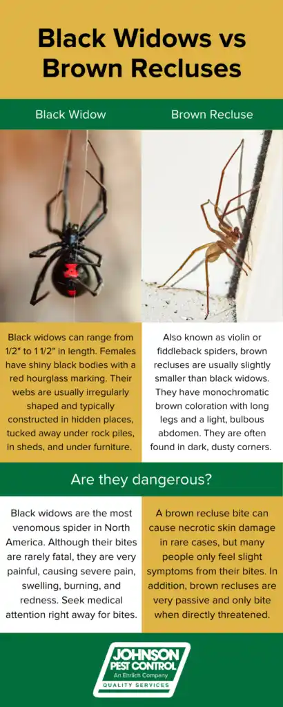 Black Widow vs Brown Recluse Infographic - Johnson Pest Control in Eastern Tennessee