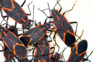a cluster of boxelder bugs on a white background - keep pests away from your home with Johnson Pest Control in TN