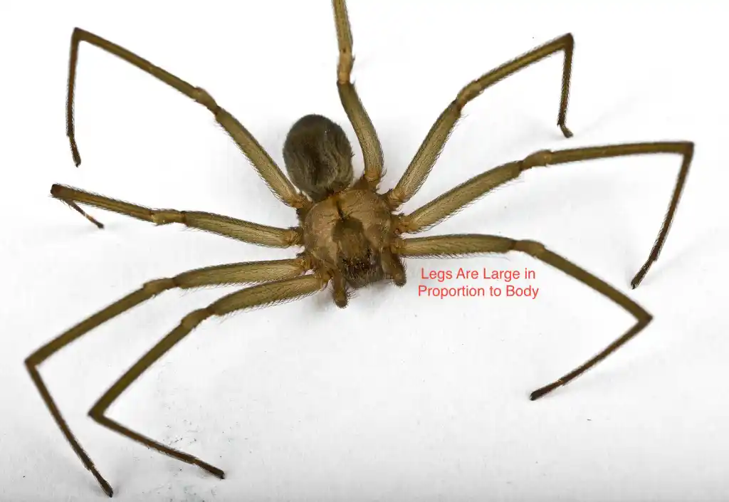 A brown recluse spider against a white background - keep spiders away from your home with Johnson Pest Control in TN