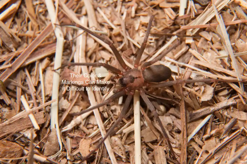 A brown recluse camouflaged on a bed of sticks - keep spiders away from your home with Johnson Pest Control in TN