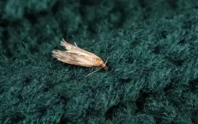 Clothes moth on fabric in Sevierville TN home - Johnson Pest Control