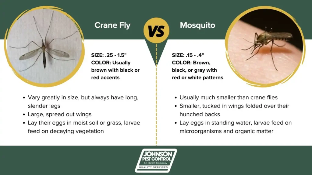 Crane Fly vs Mosquito infographic - Johnson Pest Control in Eastern TN