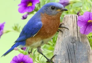 Eastern blue bird on a wooden fence in a garden keep birds away from your home with Johnson Pest Control in TN