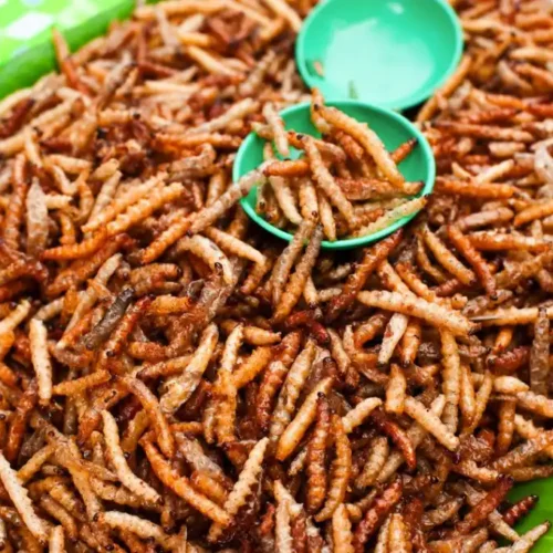 A plate of cooked worms