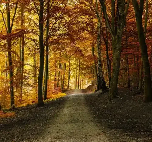 A forest trail in the fall, leaves on the trees are a vibrant yellow and orange - Pest control in Sevierville