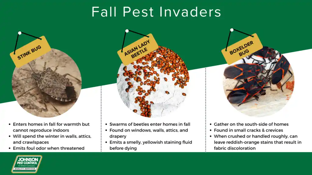 Fall pest prevention in Eastern Tennessee - Johnson Pest Control